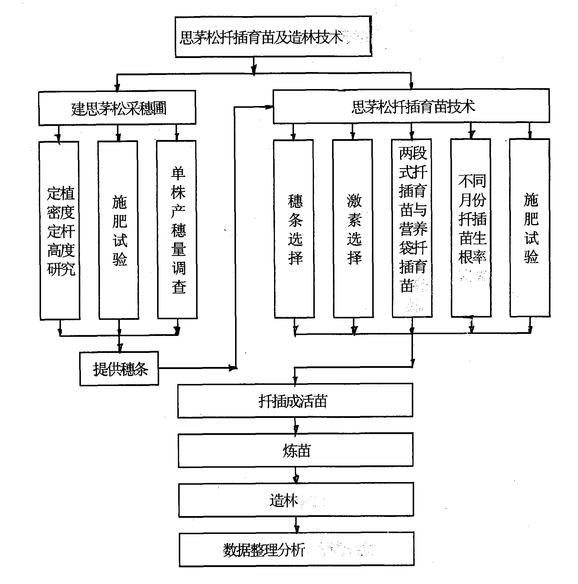 Method for raising seedlings of Pinus kesiya var.langbianensis by efficient twig cuttage propagation