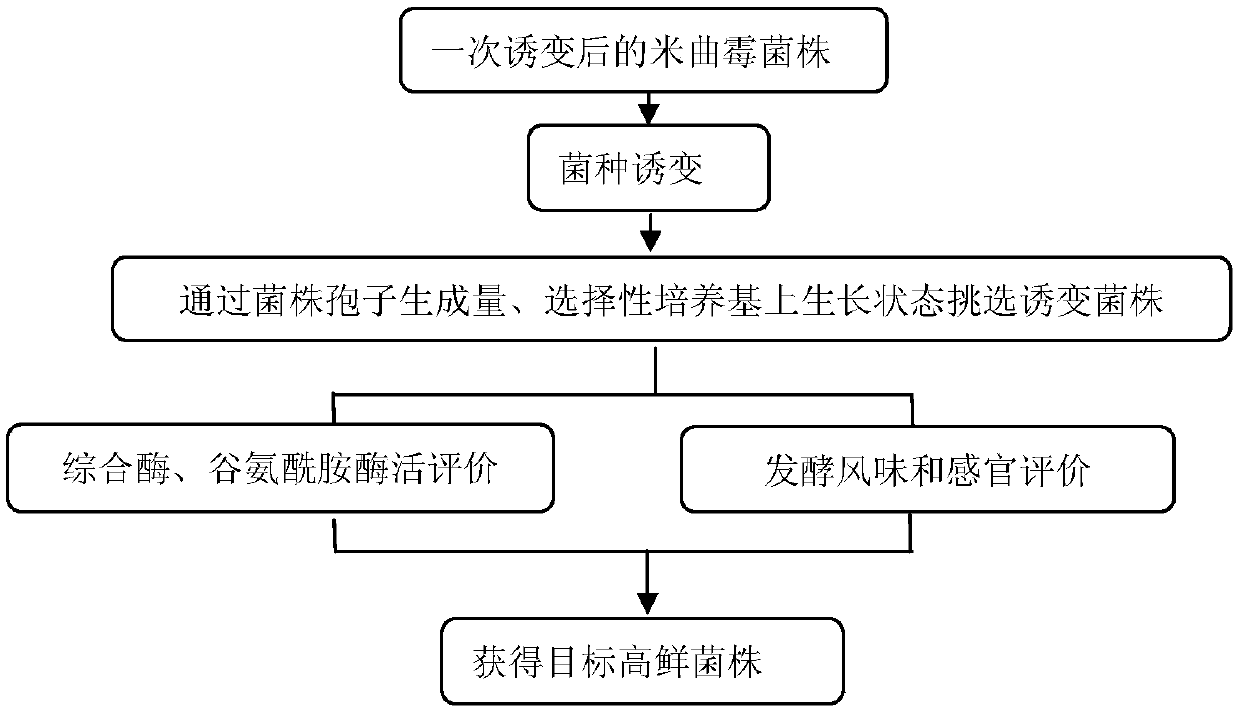 Aspergillus oryzae ZA156 and application thereof