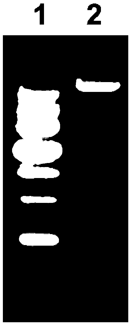 Pseudomonas aeruginosa recombinant protein vac11 and its preparation method and application