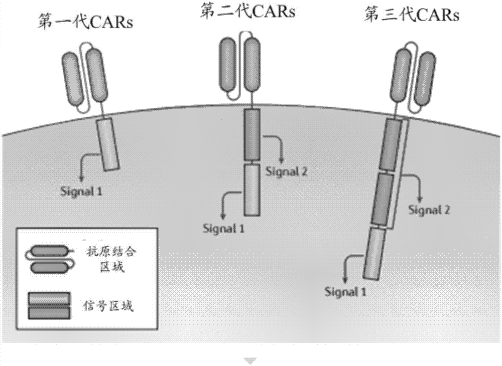 Chimeric antigen receptor and expression gene thereof, optically-controlled and regulated T-cell modified by chimeric antigen receptor and application thereof.