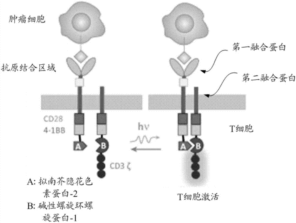 Chimeric antigen receptor and expression gene thereof, optically-controlled and regulated T-cell modified by chimeric antigen receptor and application thereof.