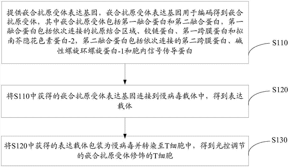 Chimeric antigen receptor and expression gene thereof, optically-controlled and regulated T-cell modified by chimeric antigen receptor and application thereof.