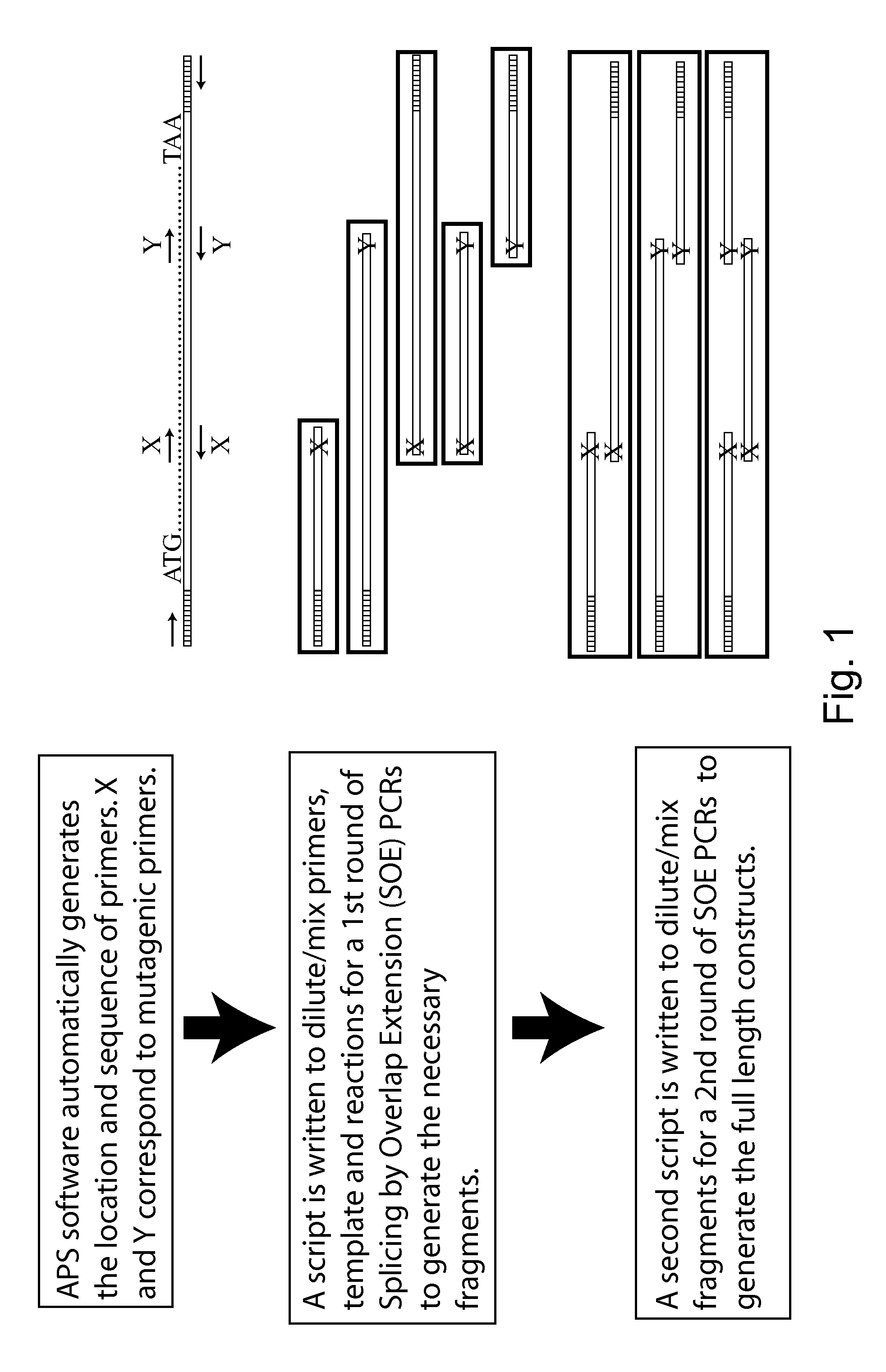 Reduced codon mutagenesis