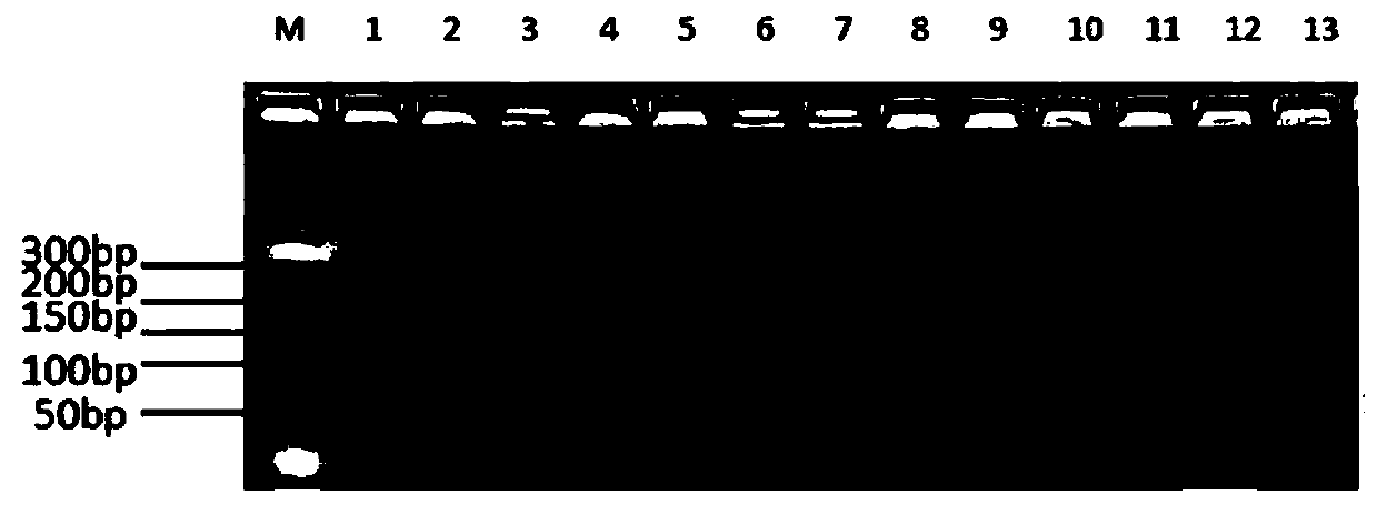 A method for identifying the type of progeny tree species of Liriodendron tulipifera stand