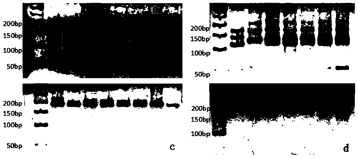 A method for identifying the type of progeny tree species of Liriodendron tulipifera stand