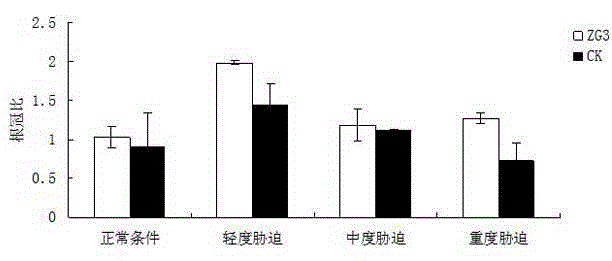 Endophytic fungus for promoting root growth of aleurites montana in low-phosphorous environment