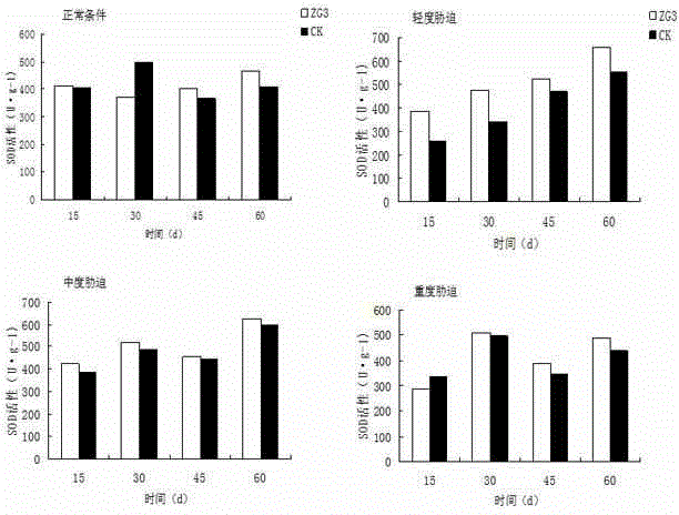 Endophytic fungus for promoting root growth of aleurites montana in low-phosphorous environment