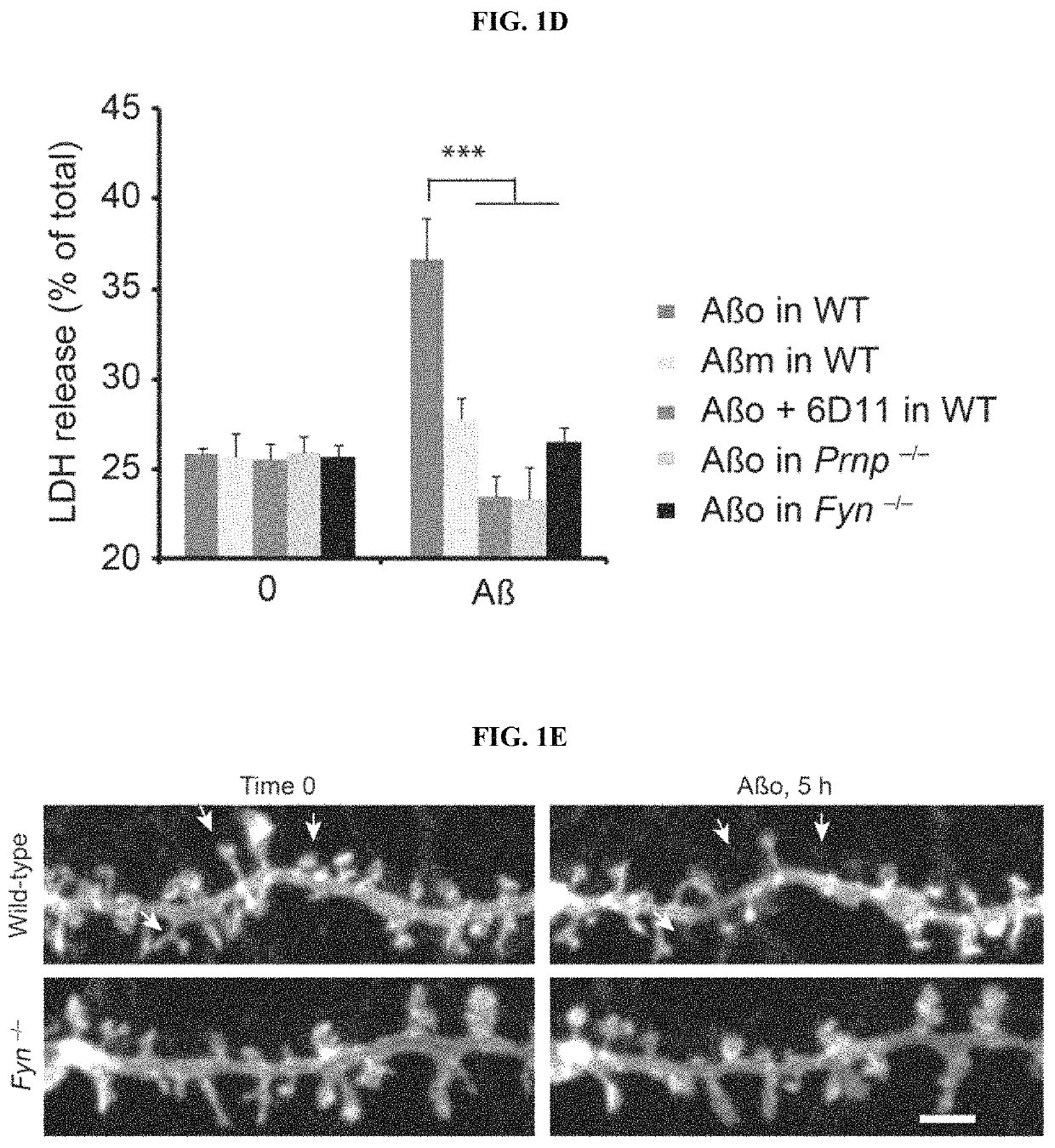 Compositions and methods for improving cognition in a subject