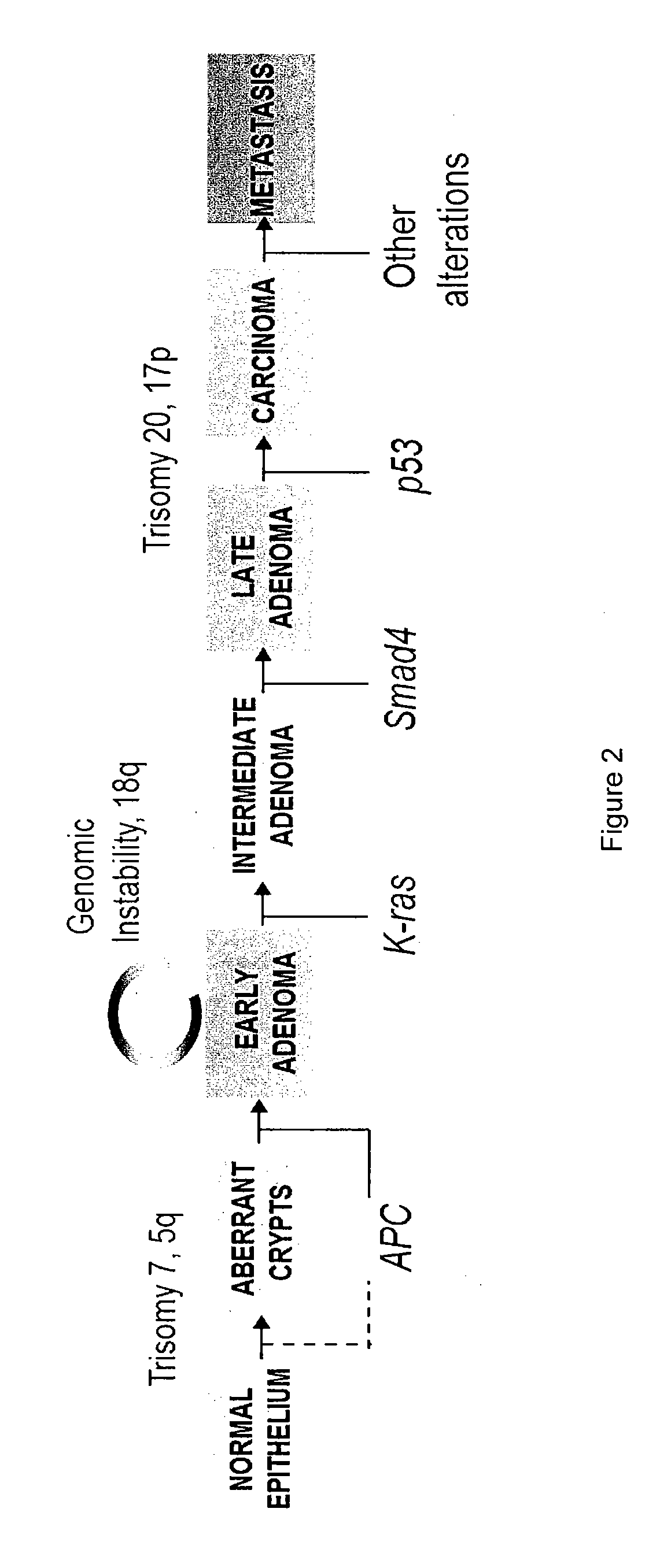 Therapeutics targeting truncated adenomatous polyposis coli (APC) proteins