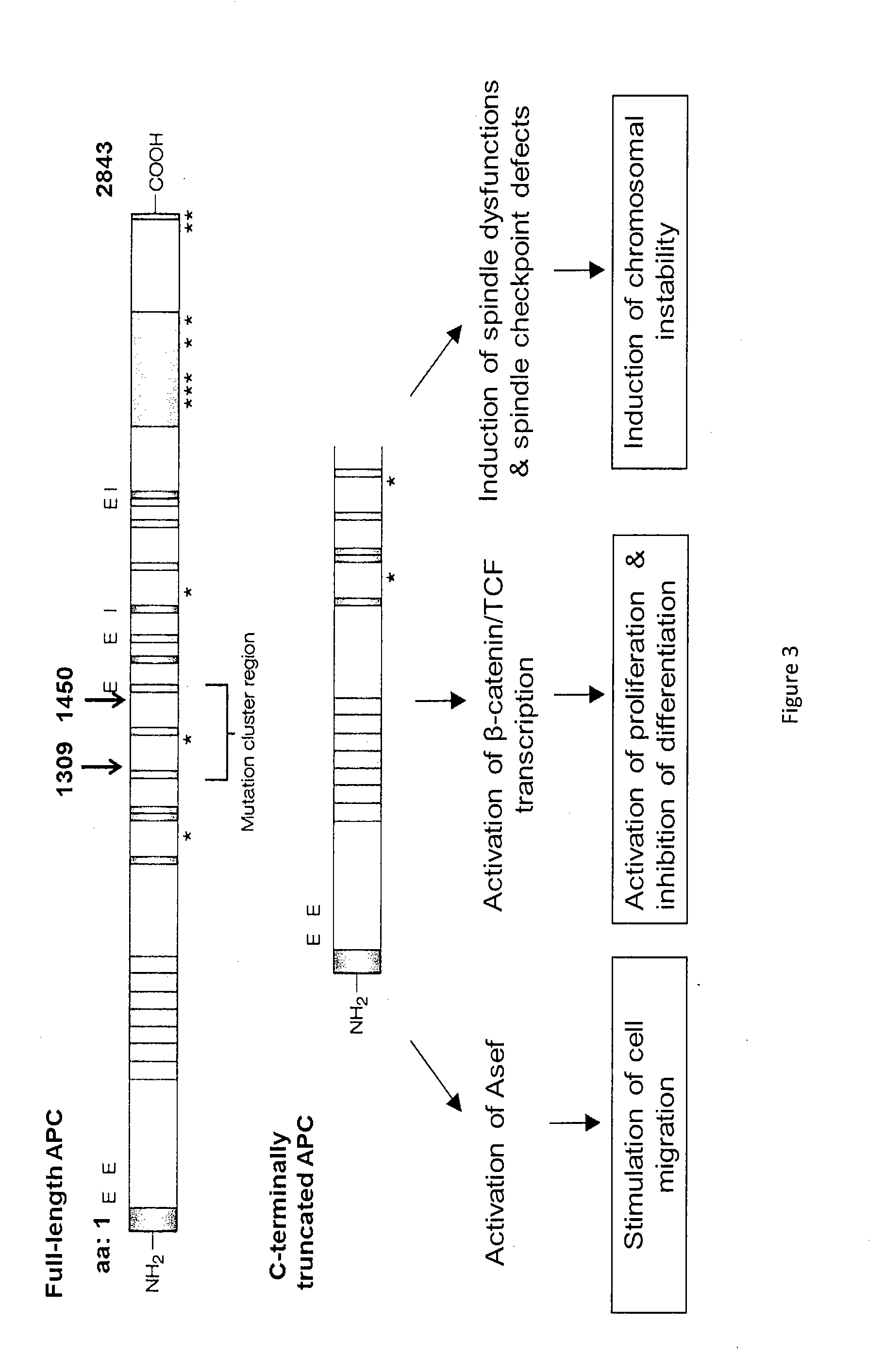 Therapeutics targeting truncated adenomatous polyposis coli (APC) proteins