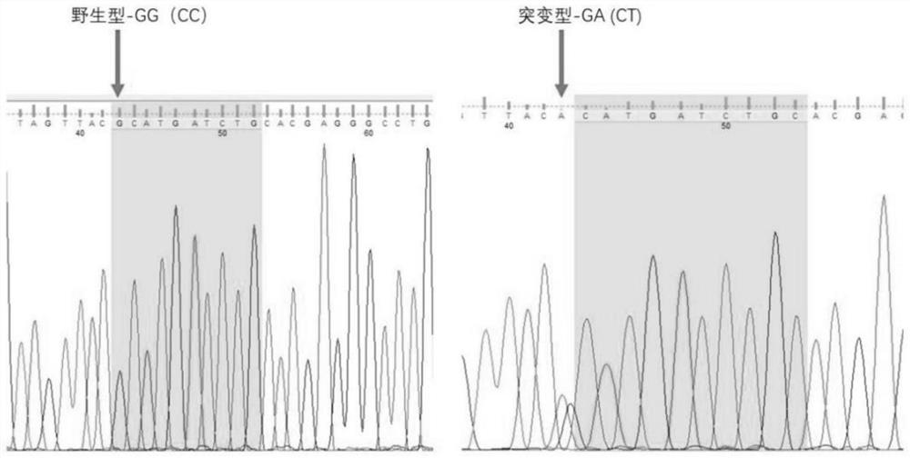 JUP gene mutant and application thereof