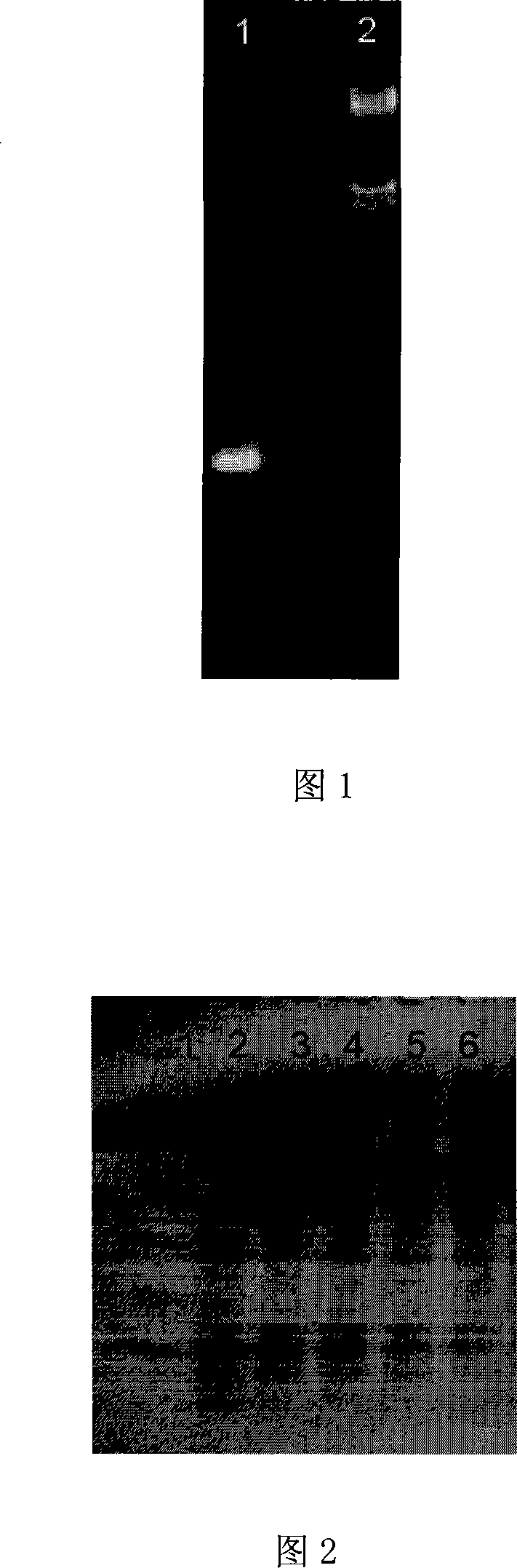 CDNA sequence of coding perinereis albuhitensis grube protease and amino acid sequence thereof