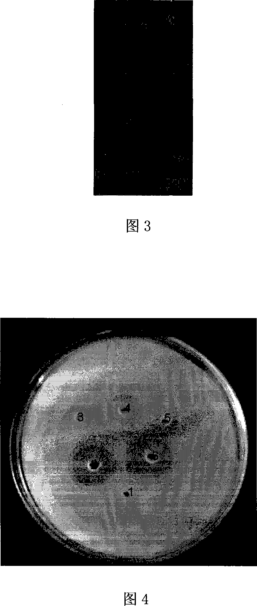 CDNA sequence of coding perinereis albuhitensis grube protease and amino acid sequence thereof