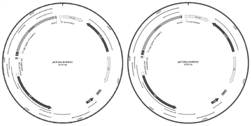 Polyketide synthases EnPKS1 and EnPKS2 from Erythroxylum novogranatense, and gene and application of polyketide synthases EnPKS1 and EnPKS2