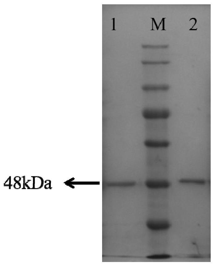 Polyketide synthases EnPKS1 and EnPKS2 from Erythroxylum novogranatense, and gene and application of polyketide synthases EnPKS1 and EnPKS2