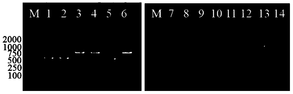 A kind of brucella bovis molecular marker vaccine strain and its application