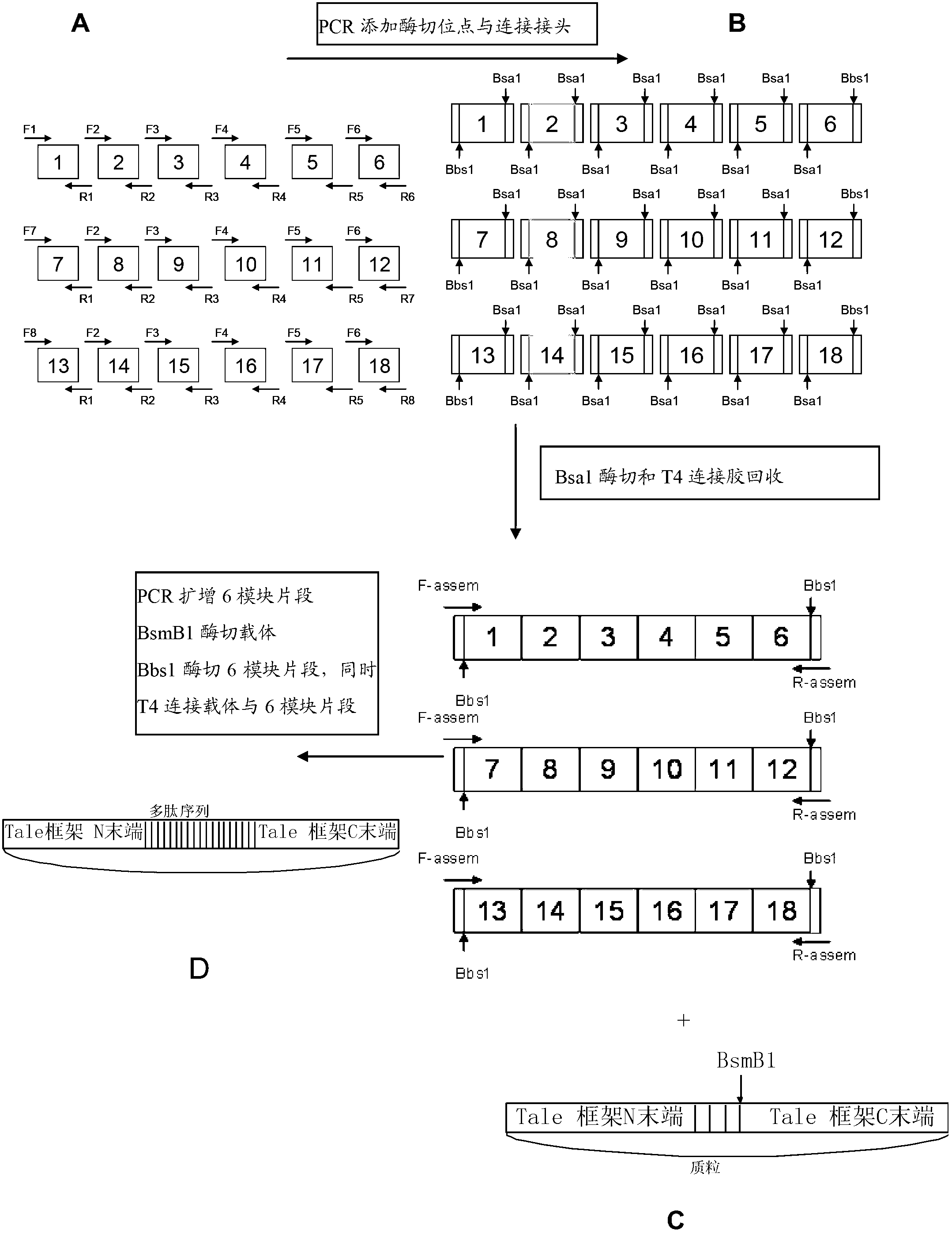 Pair of transcription activator-like effector nucleases (TALEN), encoding gene and application thereof