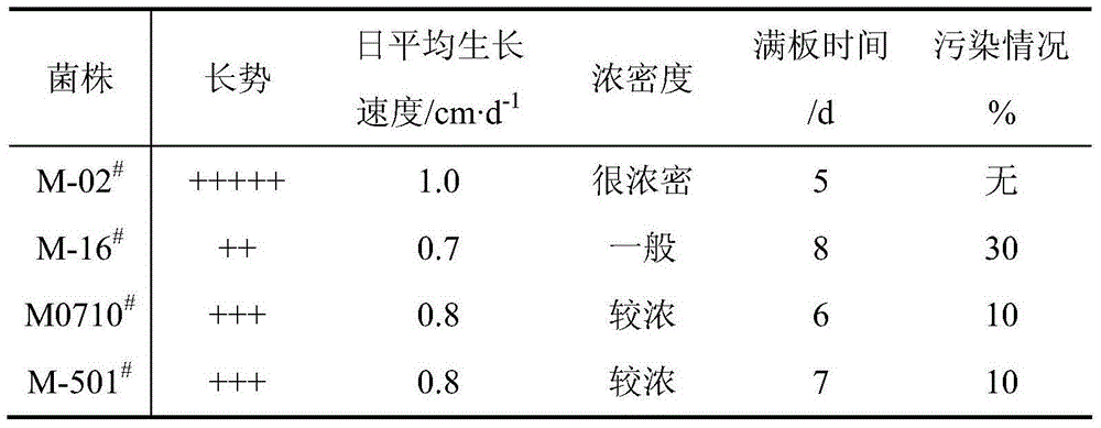 A morel strain and its cultivation method