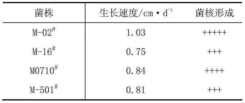 A morel strain and its cultivation method