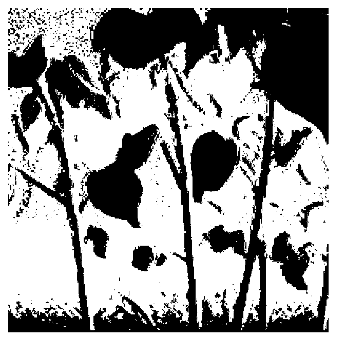 Crop-weed identification and positioning method based on three-dimensional flight time method imaging