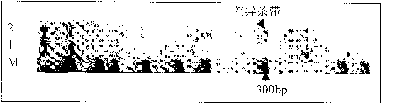 Tea geometrid nerve synaptic vesicle protein gene svp and application thereof