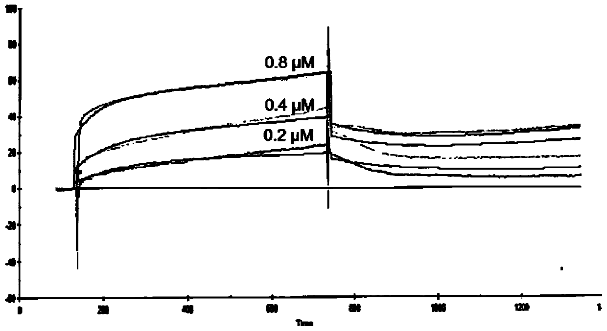 Application of anti-BASIGIN humanized antibody in preparation of drugs for treating COVID-19