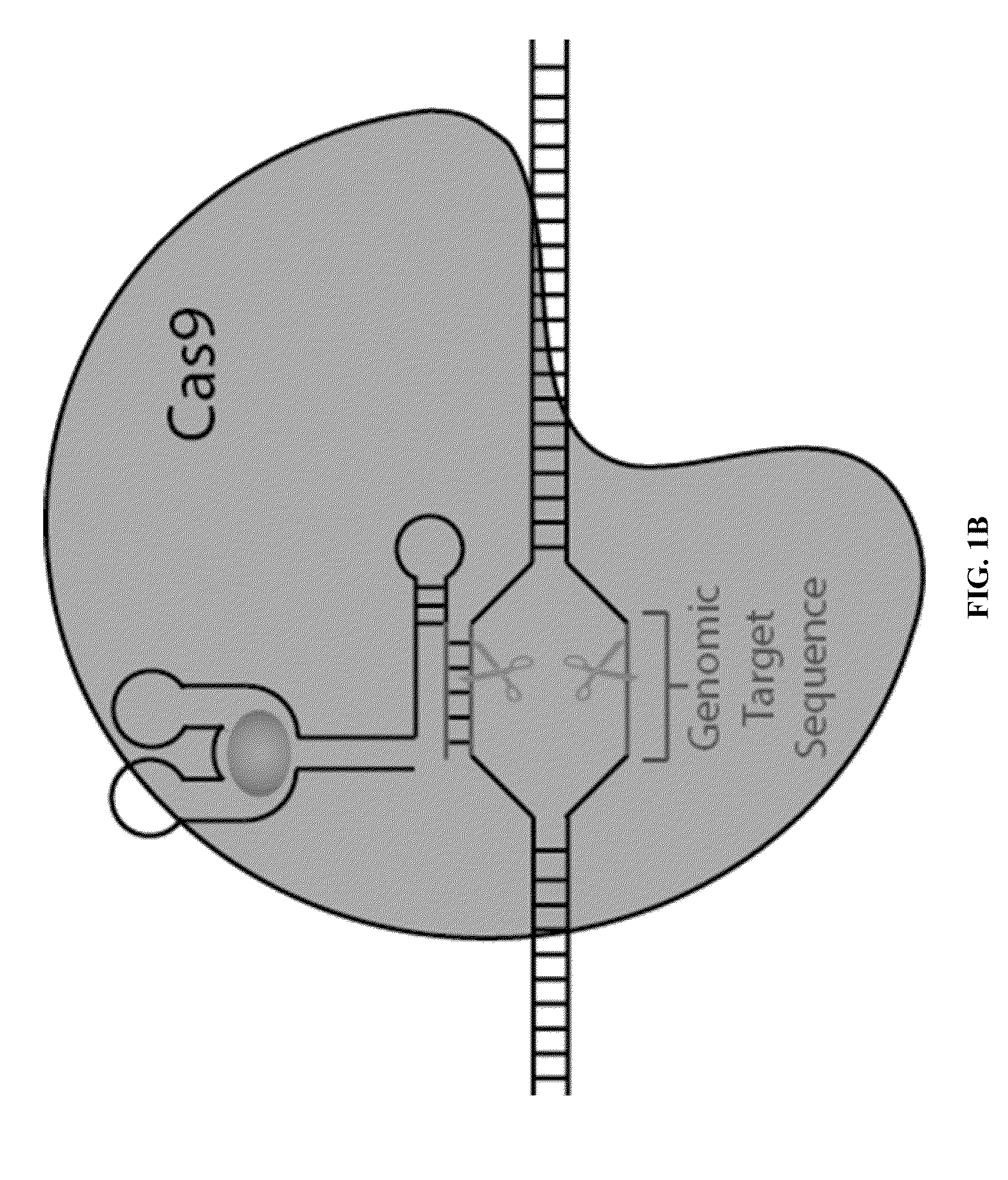 Switchable grnas comprising aptamers