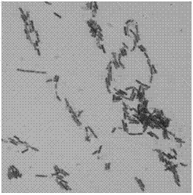 Bacillus cereus for activating soil nutrient and application of bacillus cereus