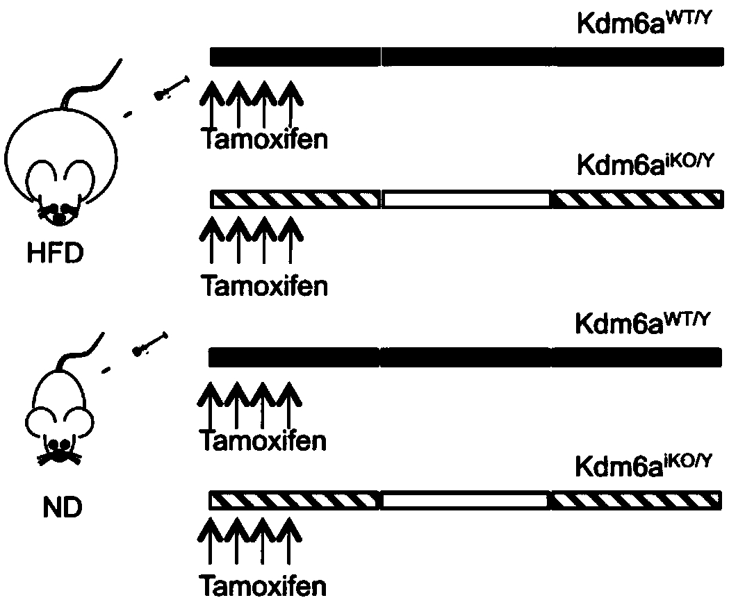 Purpose of histone demethylase KDM6A inhibitor to preparation of obesity treatment medicines