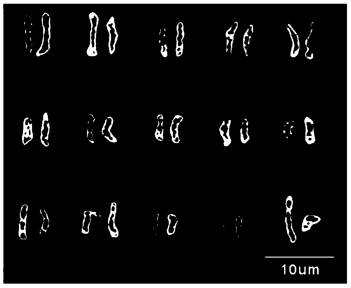 Plant sex identification method for pistacia chinensis bunge