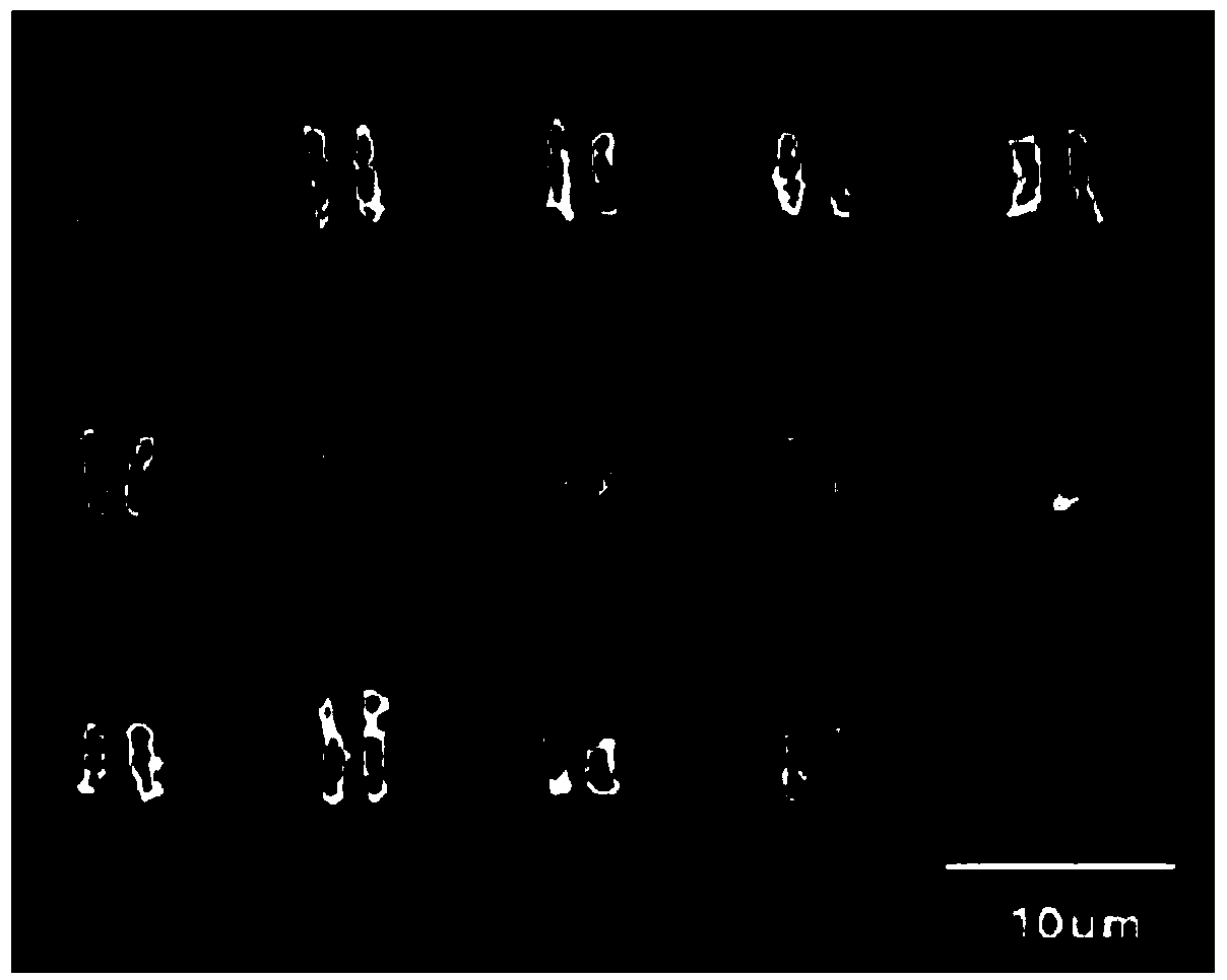 Plant sex identification method for pistacia chinensis bunge