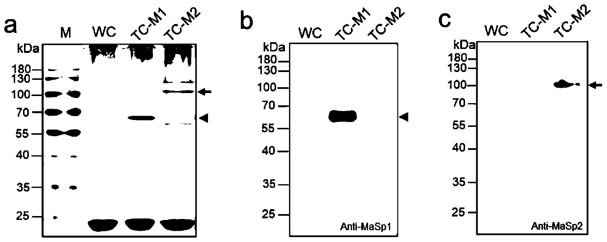 Spider MaSps gene and application of spider MaSps gene in preparation of drug-loaded nanoparticles