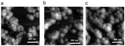 Spider MaSps gene and application of spider MaSps gene in preparation of drug-loaded nanoparticles