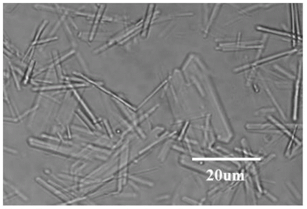 Preparation method of fat gel capable of loading carotene