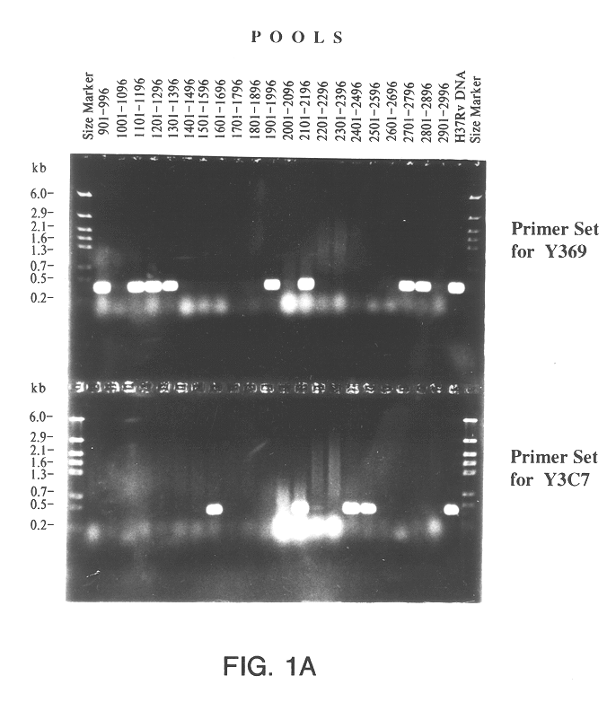 Method for isolating a polynucleotide of interest from the genome of a mycobacterium using a bac-based DNA library: application to the detection of mycobacteria