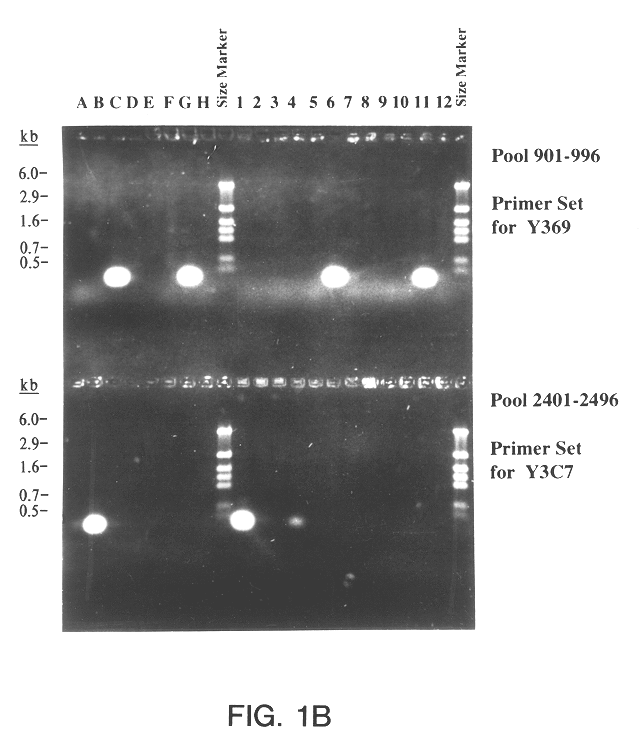 Method for isolating a polynucleotide of interest from the genome of a mycobacterium using a bac-based DNA library: application to the detection of mycobacteria