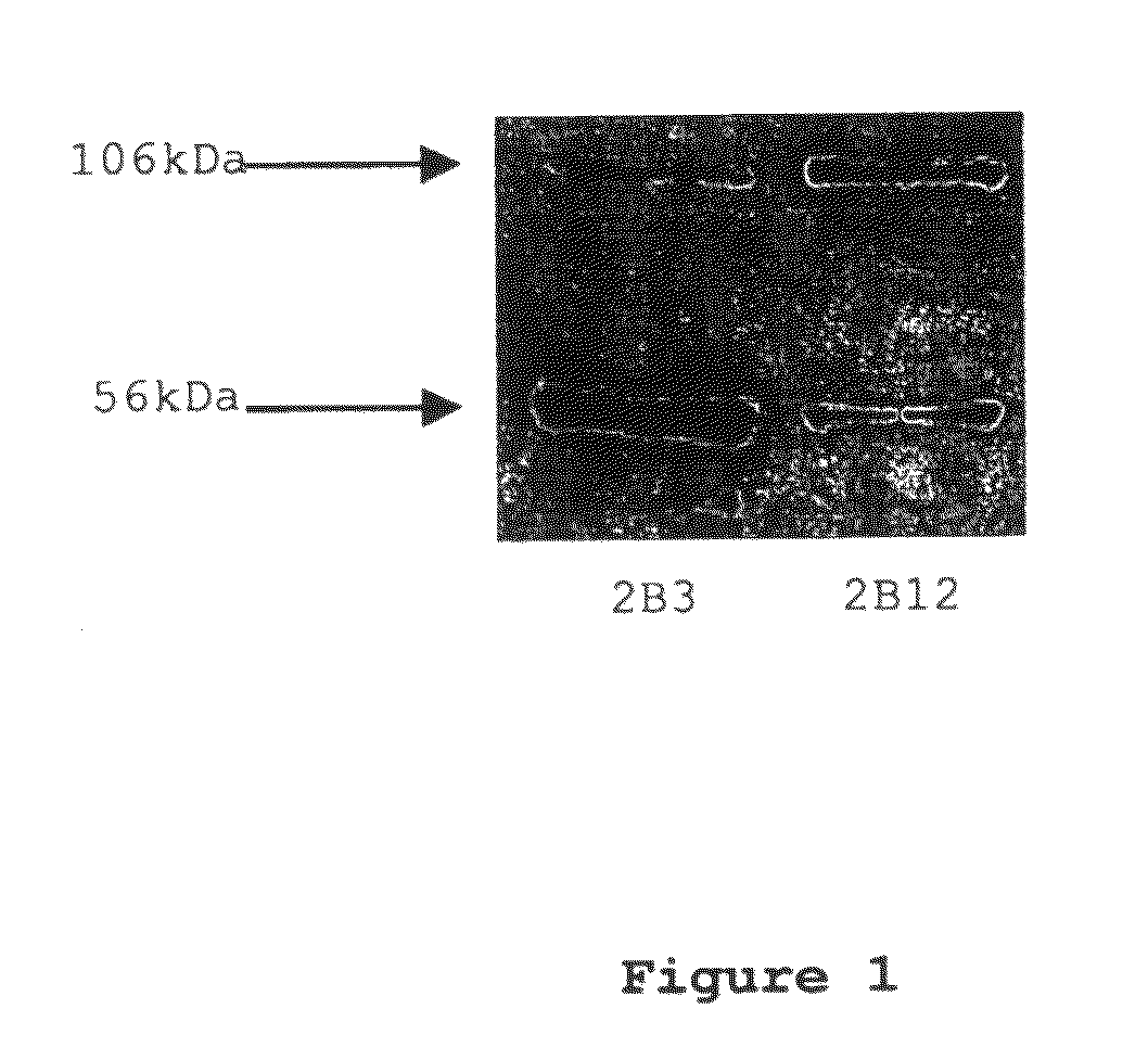 Monoclonal antibody for APP