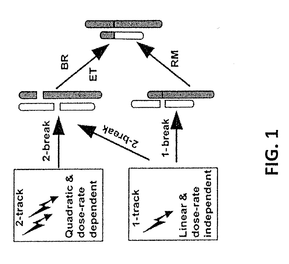 Apparatus and methods for measuring delivered ionizing radiation