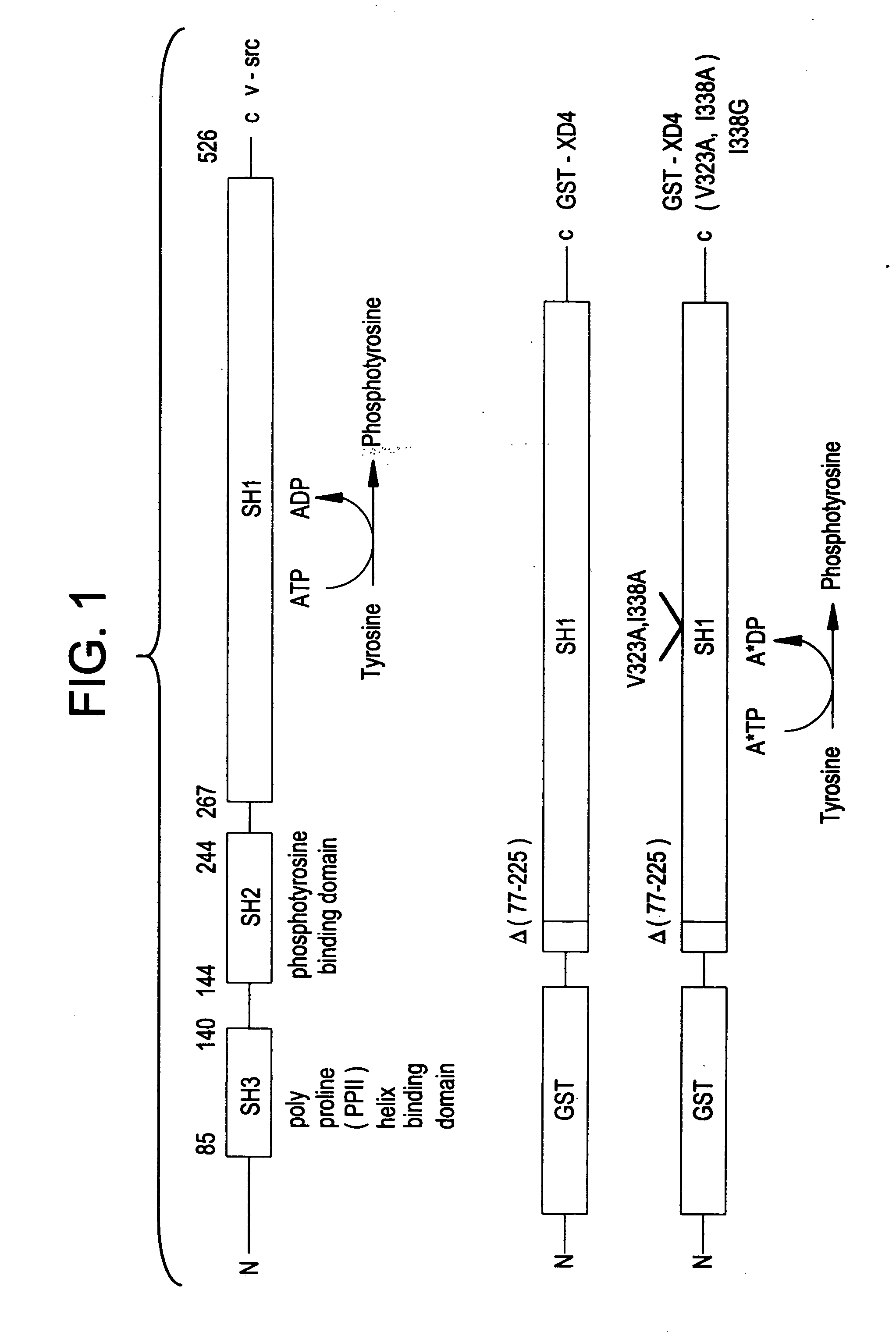 Engineered protein kinases which can utilize modified nucleotide triphosphate substrates