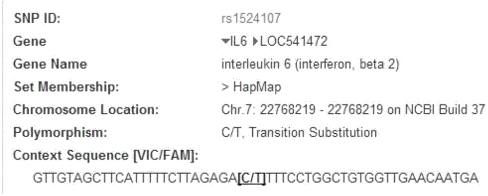 IL-6 gene rs1524107 site marker associated with chronic hepatitis B virus infections and its application