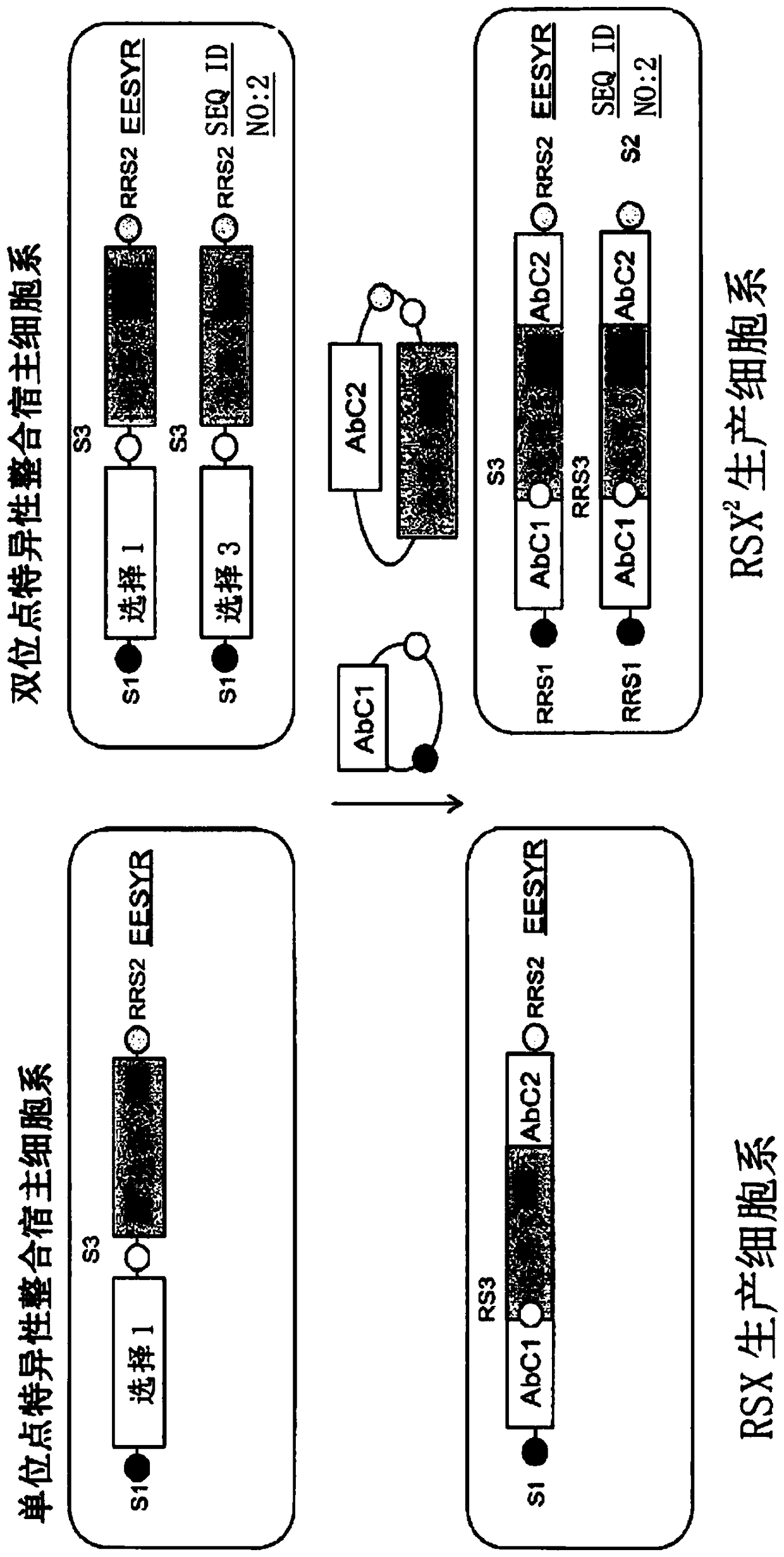 Compositions and methods for making antibodies based on use of expression-enhancing loci