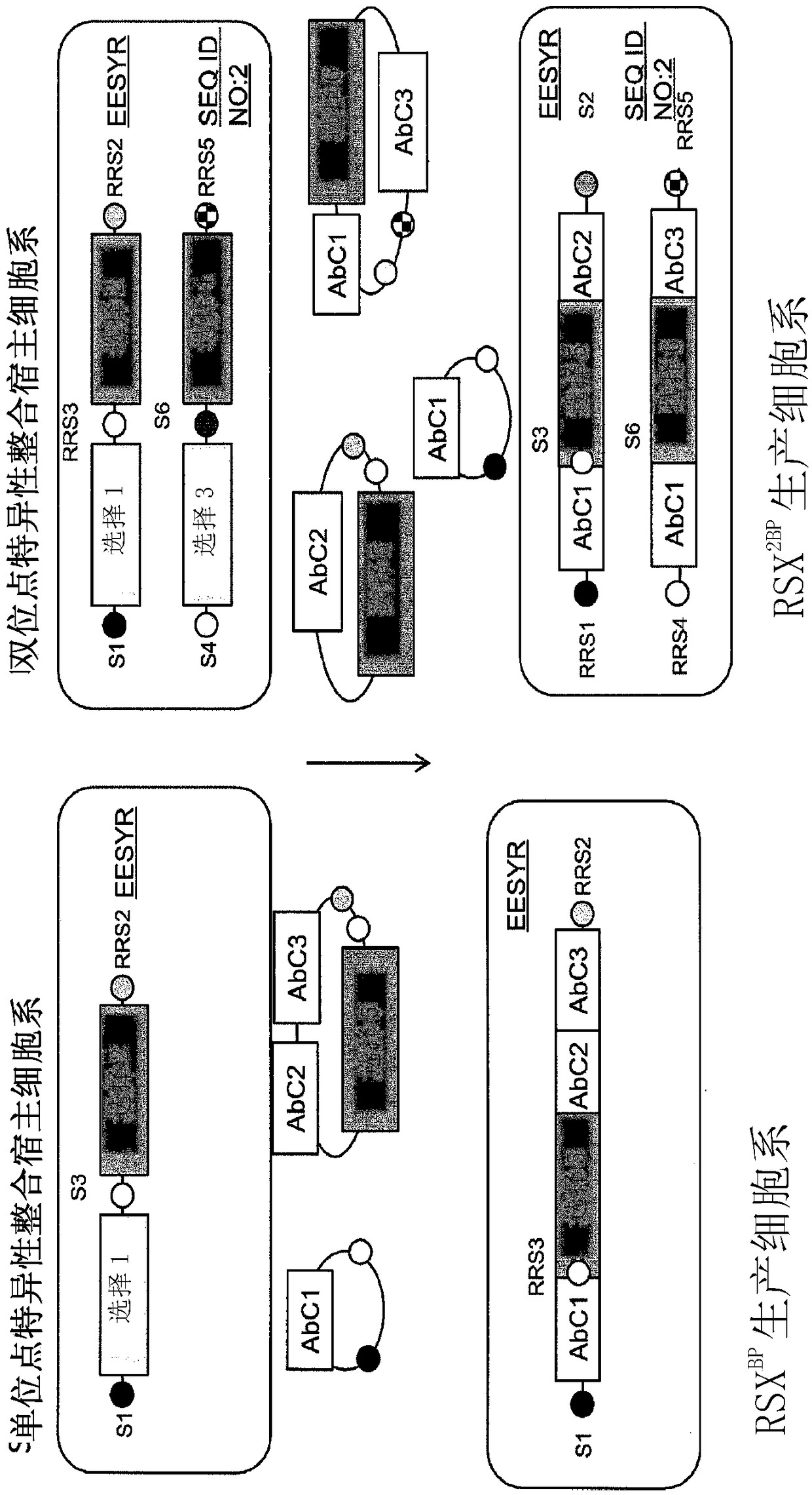 Compositions and methods for making antibodies based on use of expression-enhancing loci