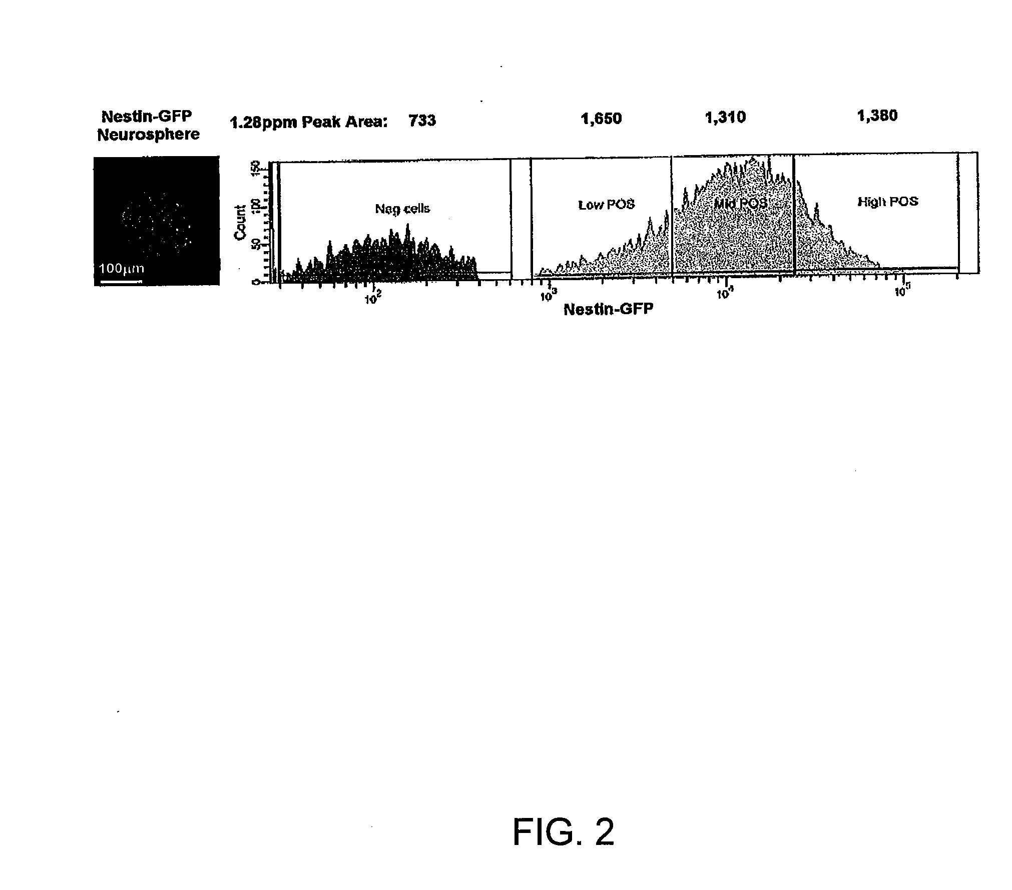 Spectral biomarker and algorithm for the identification and detection of neural stem and progenitor cells and their use in studying mammalian brains