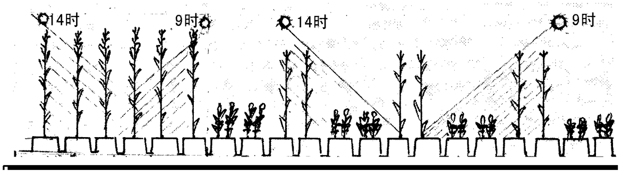 High-yield crop rotation cropping method