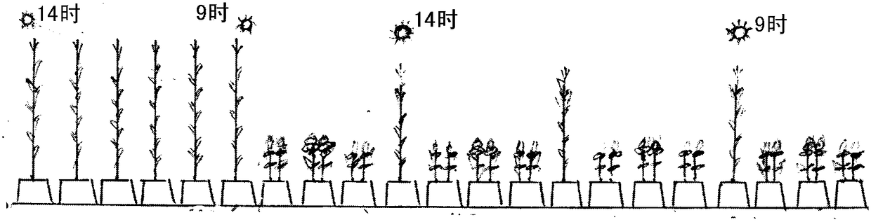 High-yield crop rotation cropping method