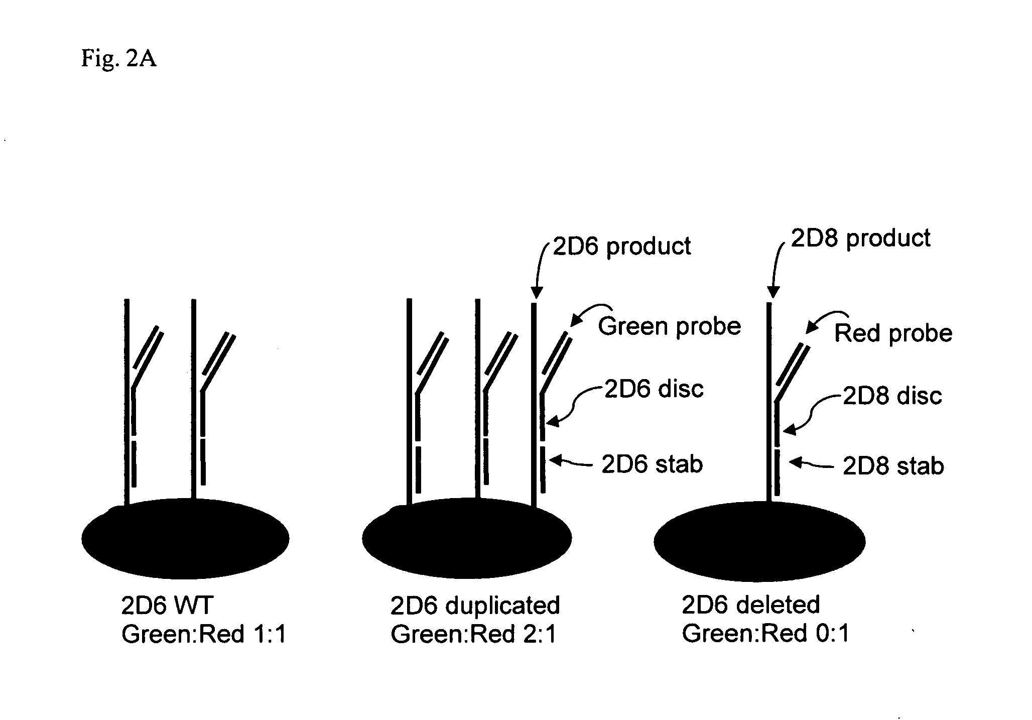 Method for detecting large mutations and duplications using control amplification comparisons to paralogous genes