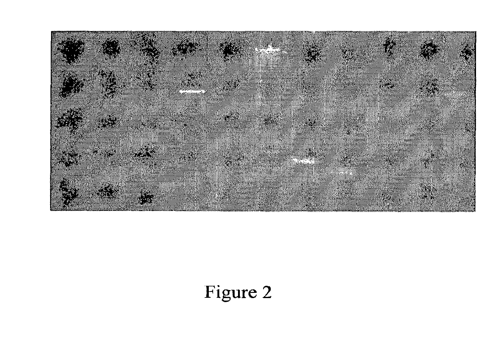 Plant promoter operable in basal endosperm transfer layer of endosperm and uses thereof