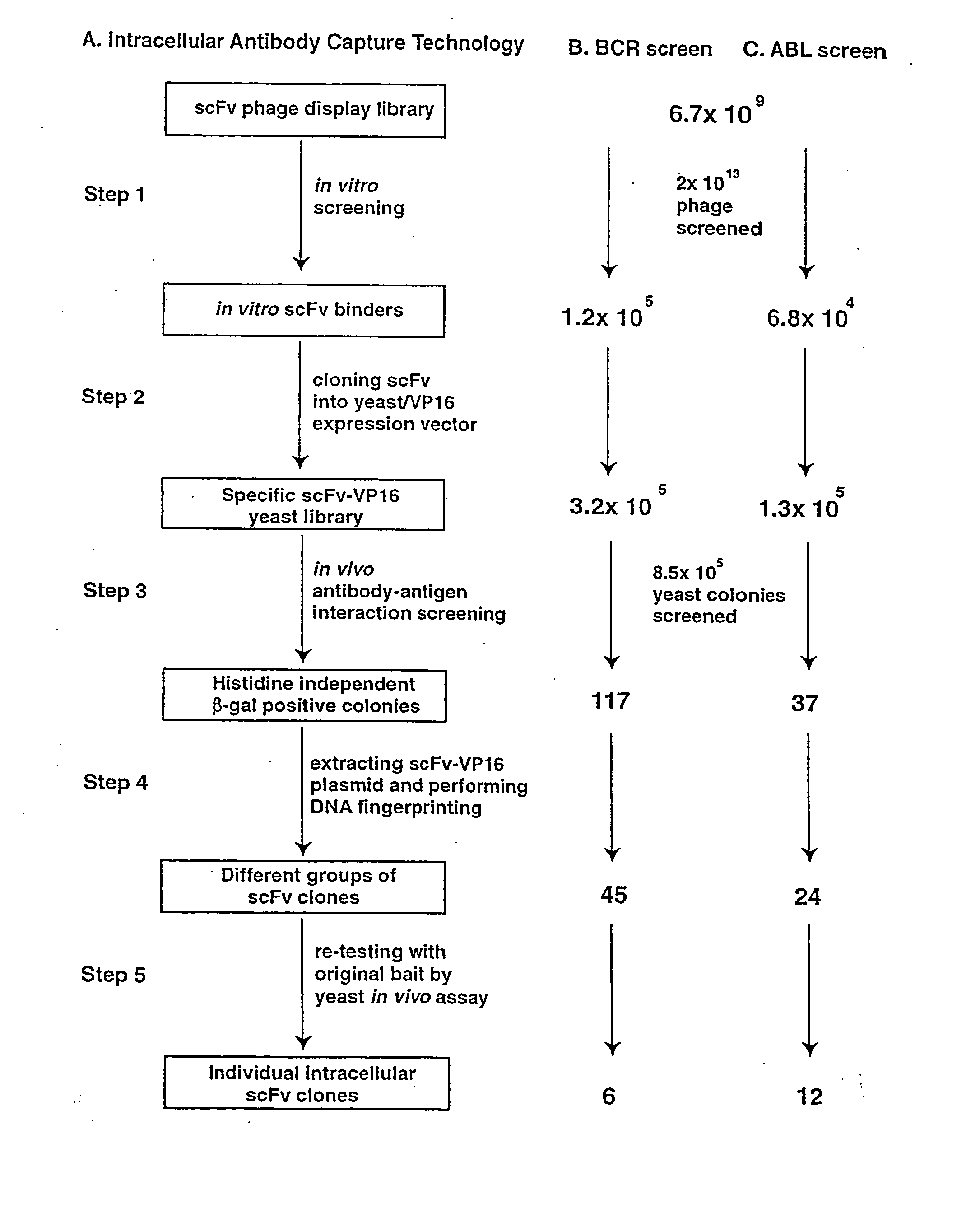 Intracellular antibodies