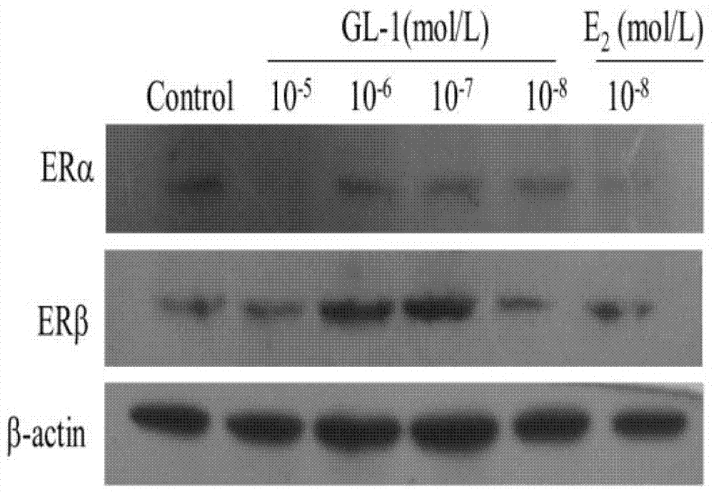 Ganoderma lucidum component GL-1 and application thereof to aspect of estrogen replacement