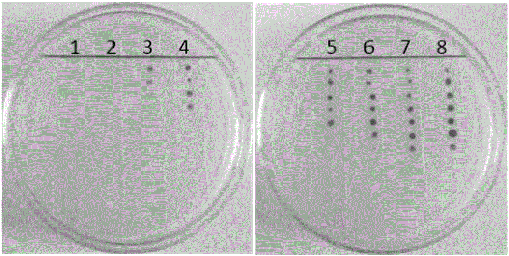 Method for measuring content of total acyl homoserine lactone (AHL)